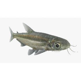 3D Iridescent Shark Animated model
